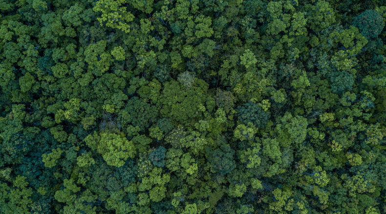 Top of trees in a forest